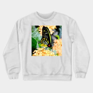 Great Mormon Butterfly Crewneck Sweatshirt